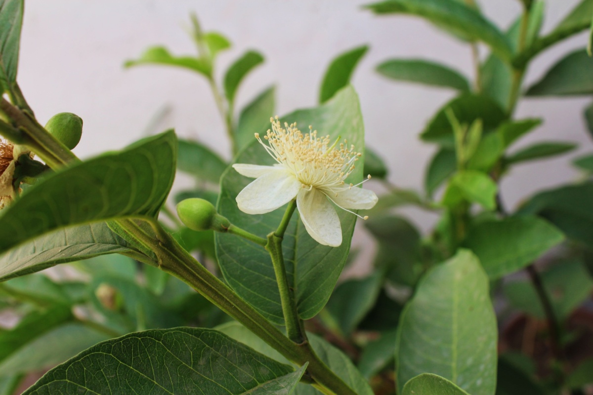 Guaiava: come coltivarla e prendersene cura con successo