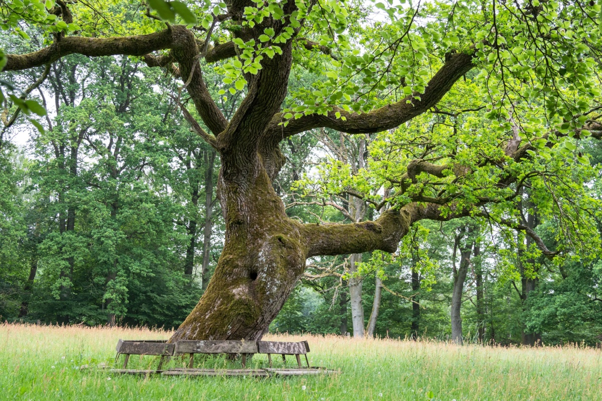 Farnia: il grande albero simbolo dei boschi europei Farnia: il grande albero simbolo dei boschi europei