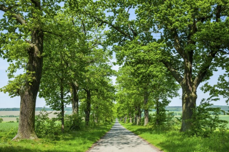 Farnia: il grande albero simbolo dei boschi europei