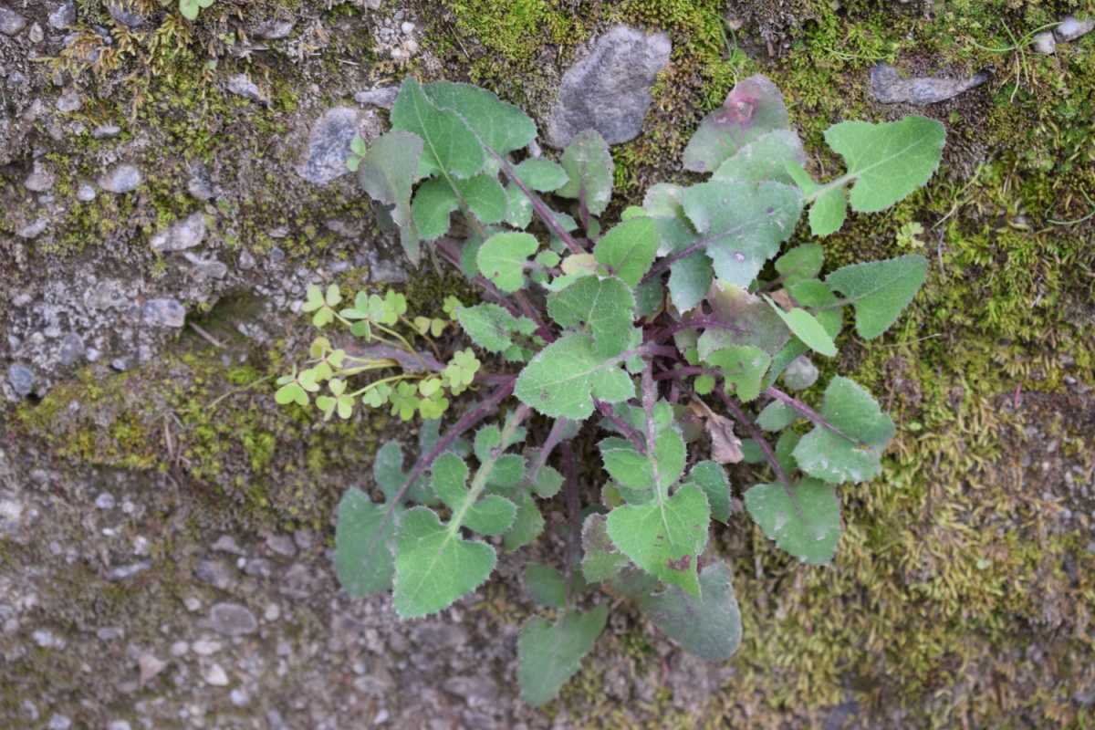 Grespino spinoso: una pianta spontanea resistente e sorprendente