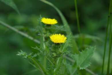 Grespino spinoso: una pianta spontanea resistente e sorprendente