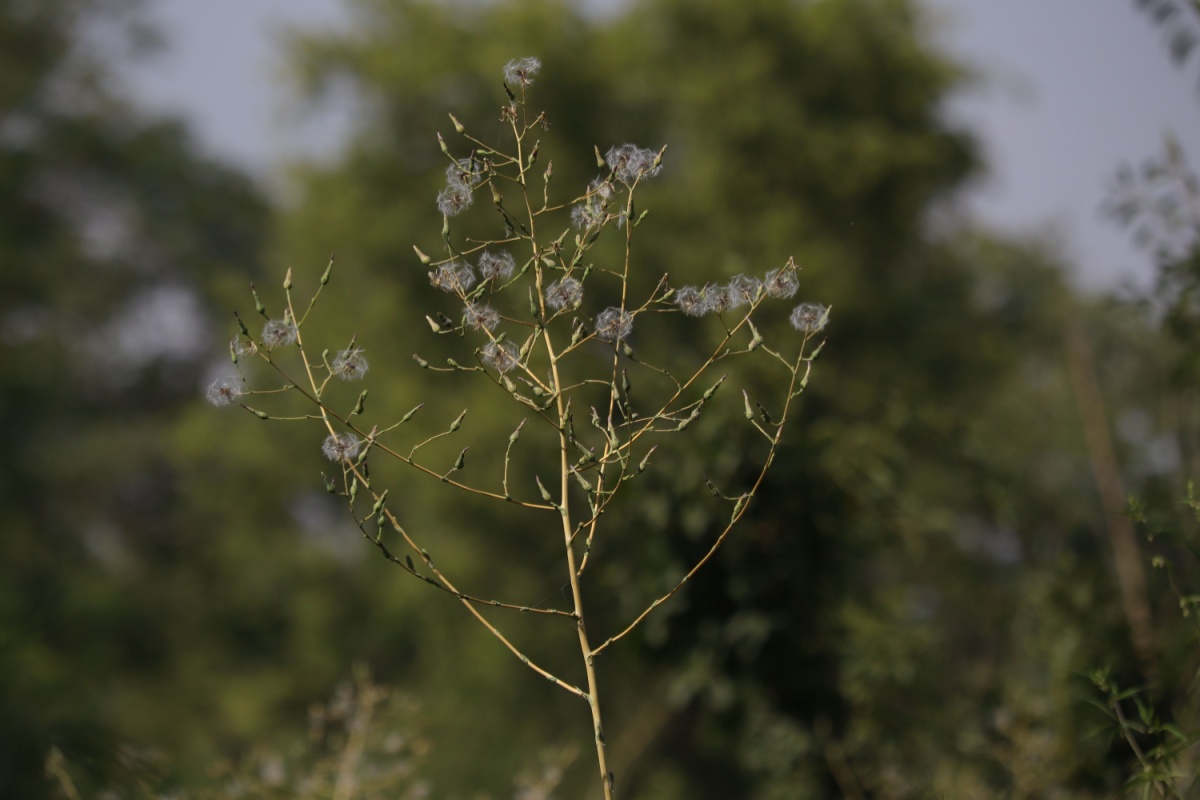 Grespino spinoso: una pianta spontanea resistente e sorprendente