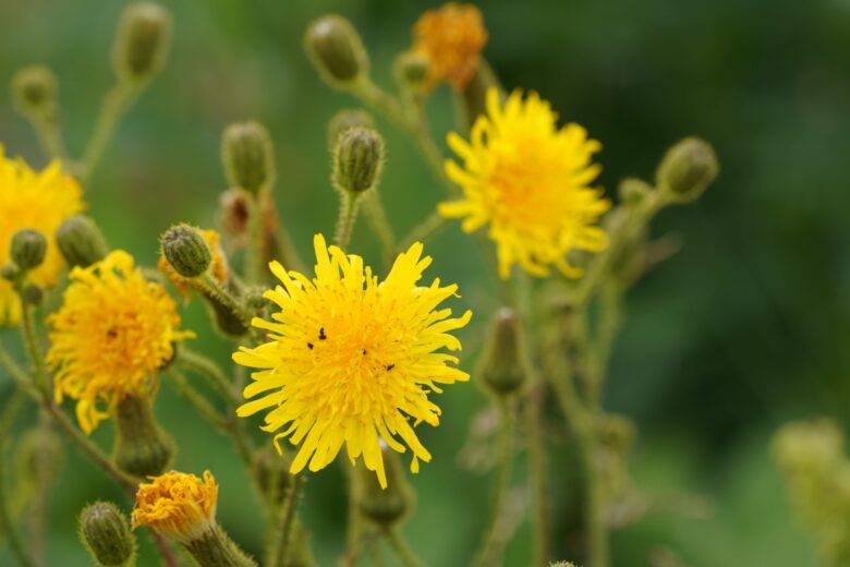 Grespino comune: una pianta spontanea versatile e ricca di benefici