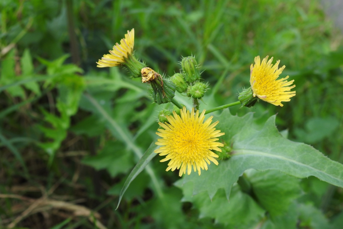 Grespino comune: una pianta spontanea versatile e ricca di benefici