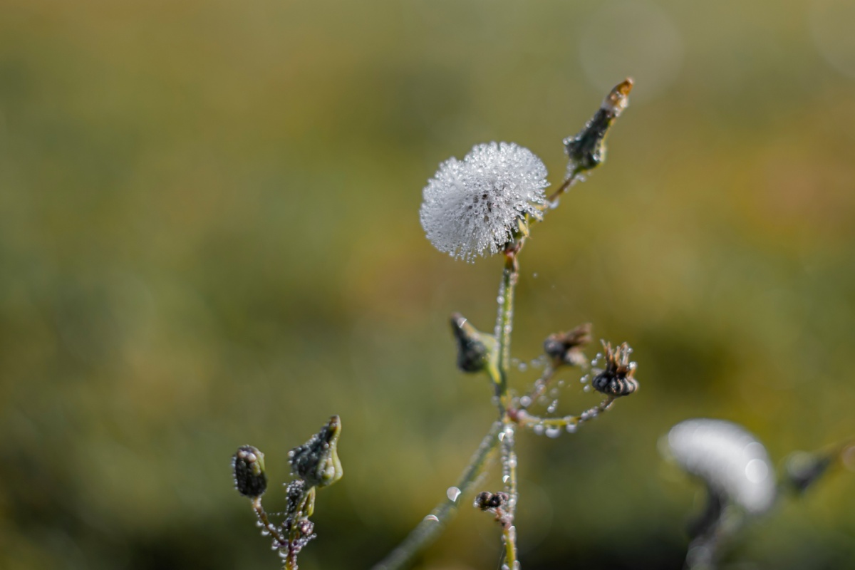 Grespino comune: una pianta spontanea versatile e ricca di benefici
