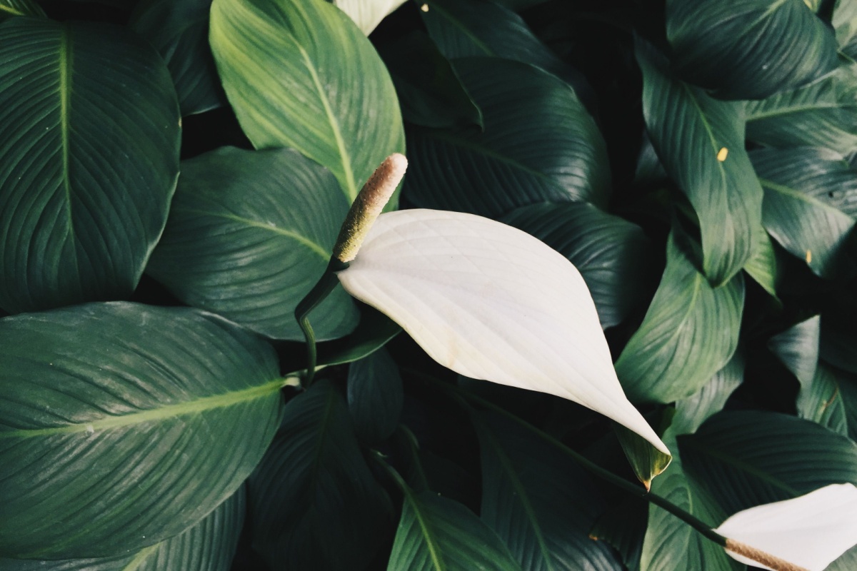 Giglio della pace: la pianta elegante che purifica l’aria di casa