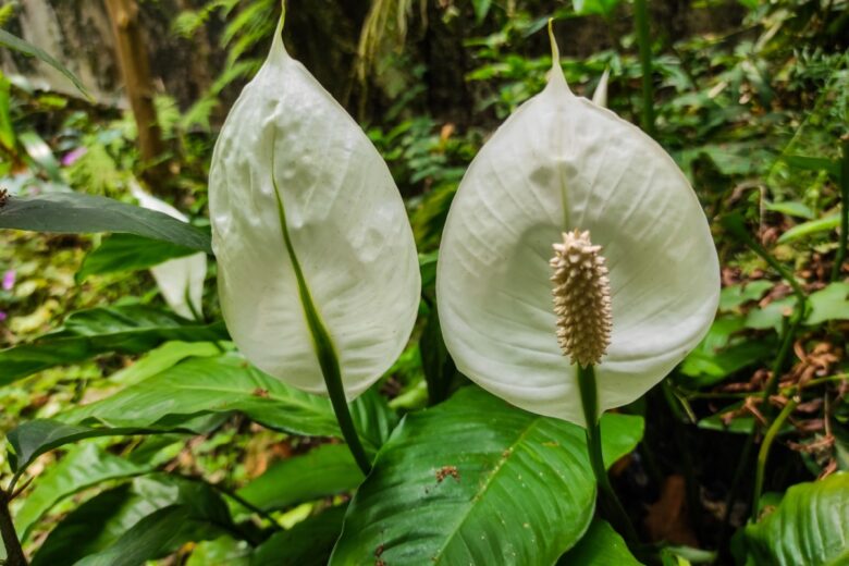 Giglio della pace: la pianta elegante che purifica l’aria di casa