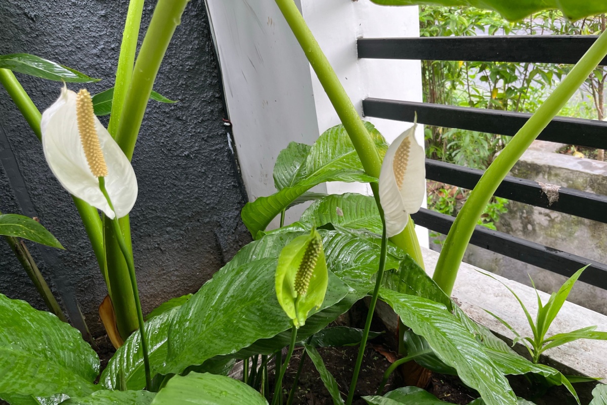 Giglio della pace: la pianta elegante che purifica l’aria di casa