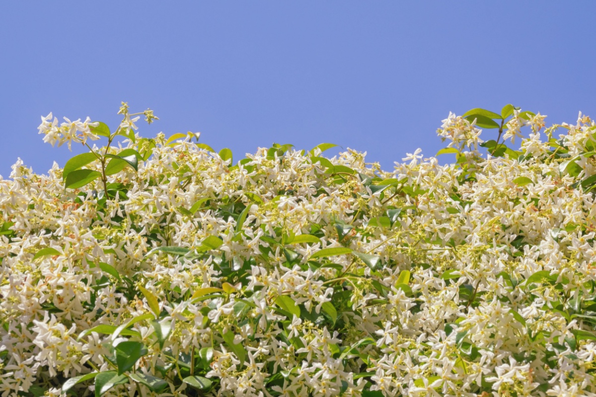 Falso gelsomino: la guida completa per coltivarlo e farlo prosperare