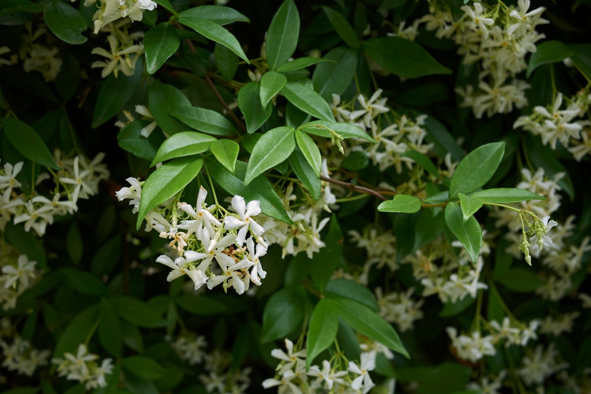 Falso gelsomino: la guida completa per coltivarlo e farlo prosperare