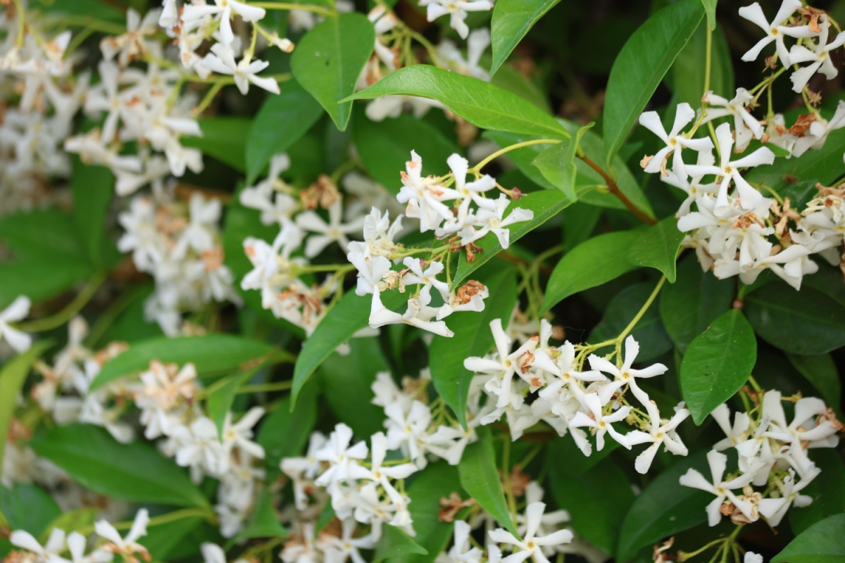 Falso gelsomino: la guida completa per coltivarlo e farlo prosperare