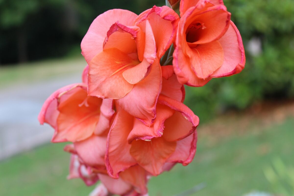 Gladiolo: eleganza verticale per il giardino Gladiolo: eleganza verticale per il giardino