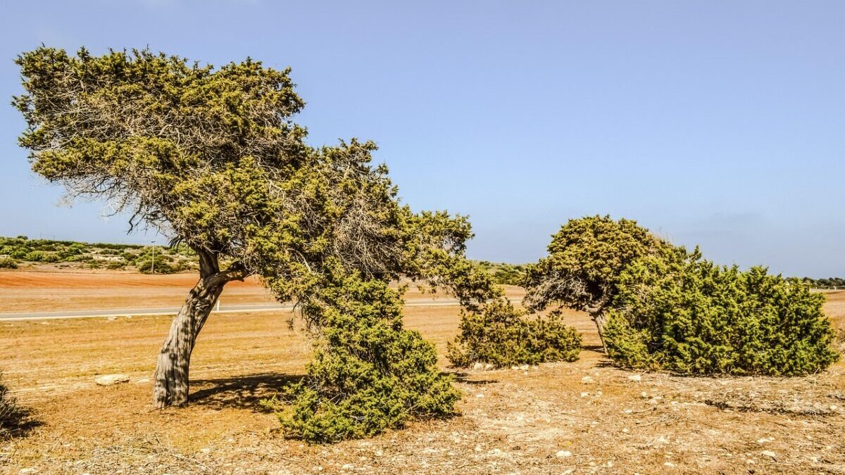 Ginepro comune: una pianta rustica, profumata e facile da coltivare Ginepro comune: una pianta rustica, profumata e facile da coltivare