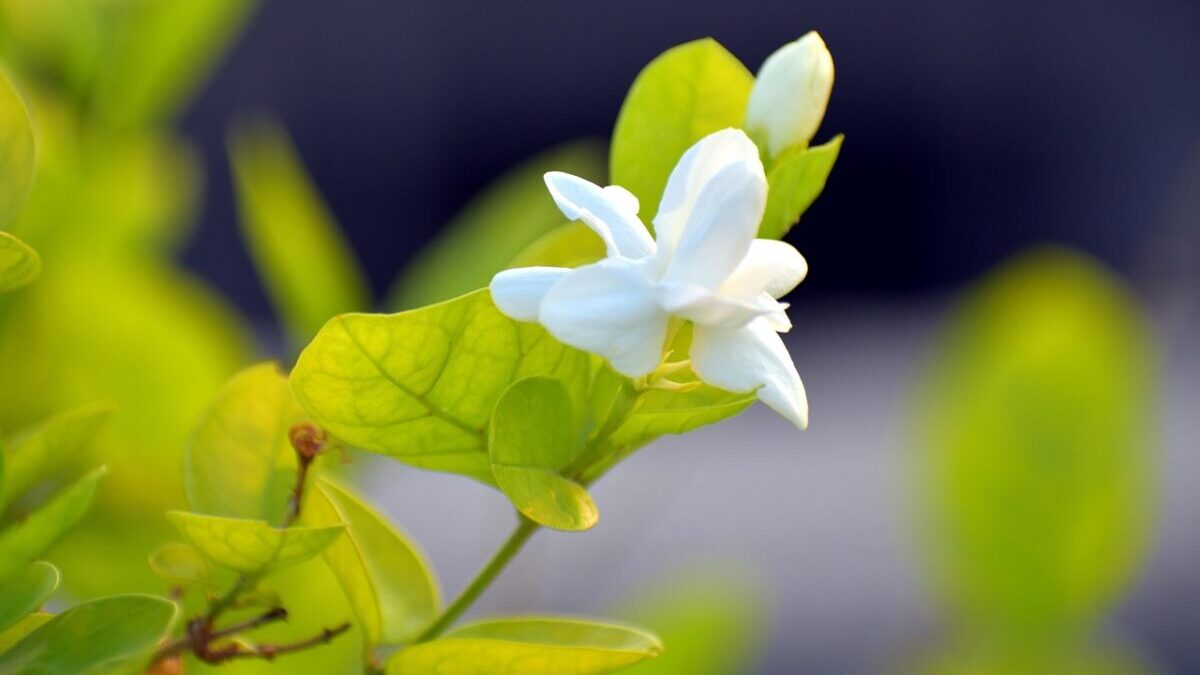 Gelsomino d’Arabia: profumo intenso e fioriture eleganti per casa e giardino Gelsomino d’Arabia: profumo intenso e fioriture eleganti per casa e giardino