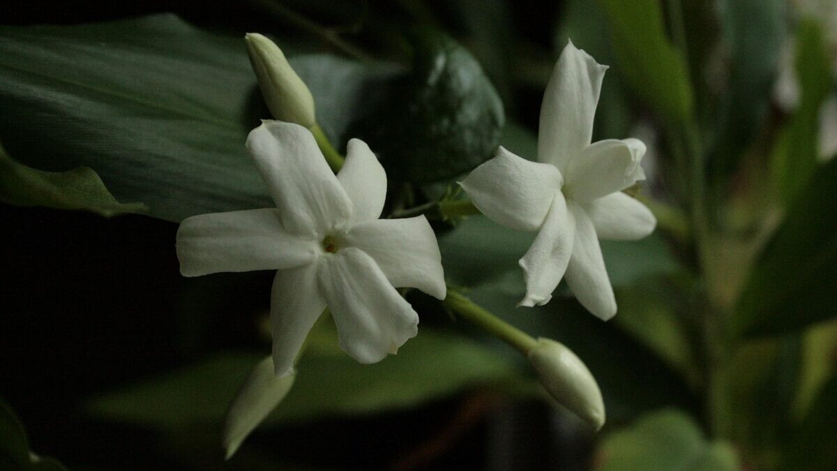 Gelsomino d’Arabia: profumo intenso e fioriture eleganti per casa e giardino Gelsomino d’Arabia: profumo intenso e fioriture eleganti per casa e giardino