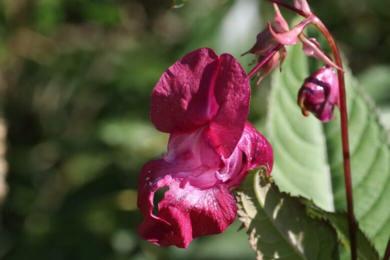 Impatiens della Nuova Guinea: colore e vitalità per balconi e giardini