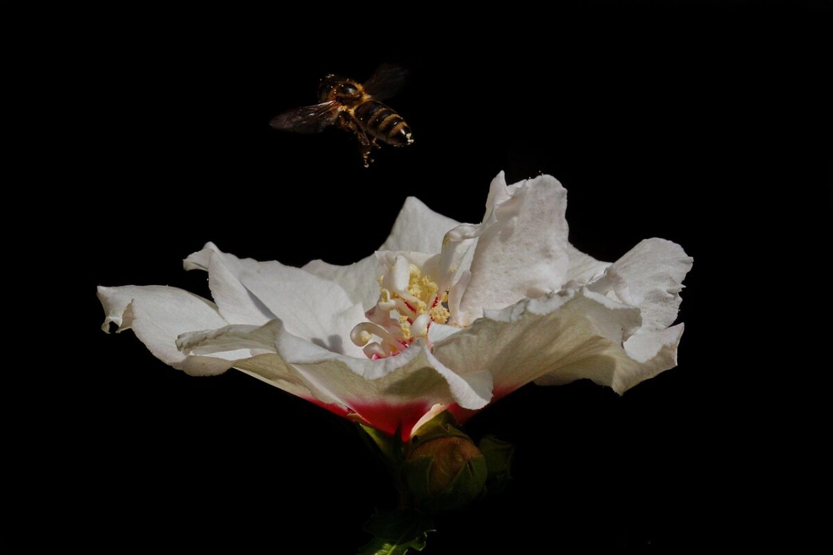 Ibisco cinese: colori, eleganza e semplicità in giardino e in vaso Ibisco cinese: colori, eleganza e semplicità in giardino e in vaso