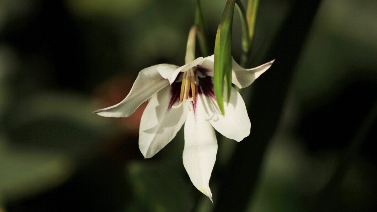 Gladiolo: eleganza verticale per il giardino Gladiolo: eleganza verticale per il giardino