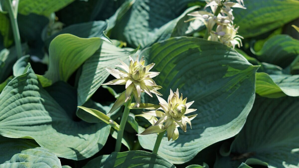 Hosta sieboldiana: la regina delle piante da ombra per giardini eleganti