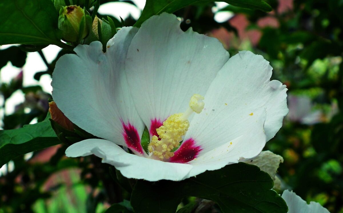 Ibisco cinese: colori, eleganza e semplicità in giardino e in vaso Ibisco cinese: colori, eleganza e semplicità in giardino e in vaso