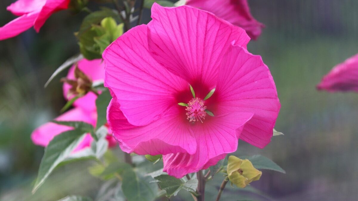 Ibisco cinese: colori, eleganza e semplicità in giardino e in vaso Ibisco cinese: colori, eleganza e semplicità in giardino e in vaso