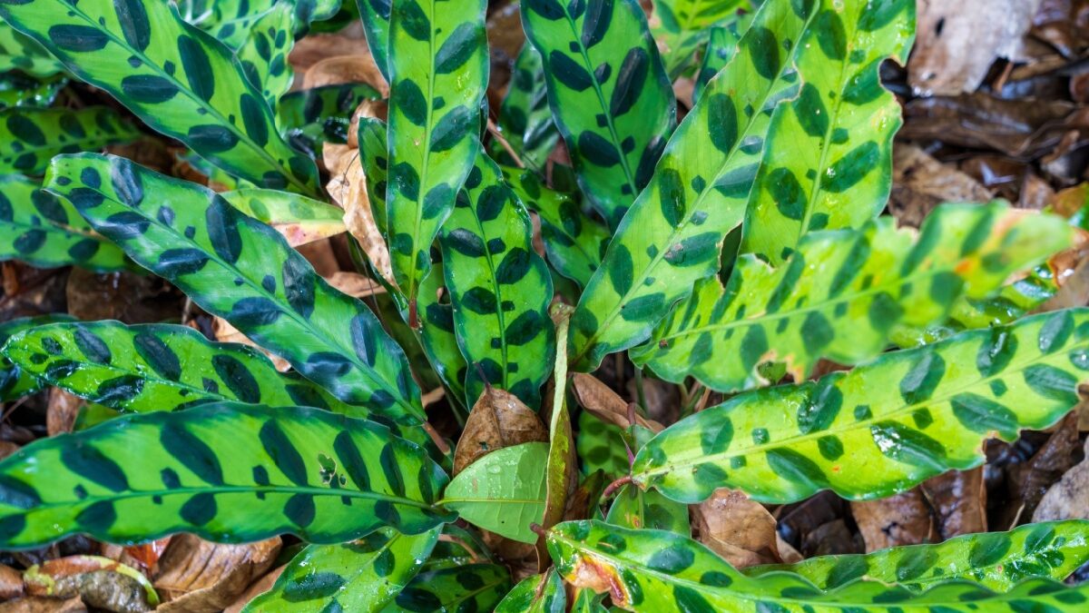 Goeppertia lancifolia: eleganza tropicale per la casa Goeppertia lancifolia: eleganza tropicale per la casa