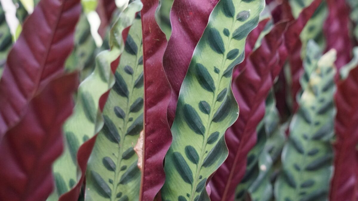 Goeppertia lancifolia: eleganza tropicale per la casa Goeppertia lancifolia: eleganza tropicale per la casa