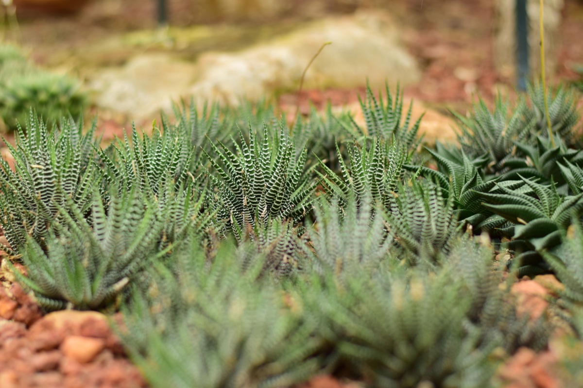 Galleria foto 'Haworthia: la succulenta elegante e facilissima da coltivare' - foto 2