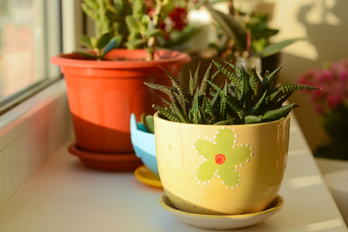 Galleria foto 'Haworthia: la succulenta elegante e facilissima da coltivare' - foto 1