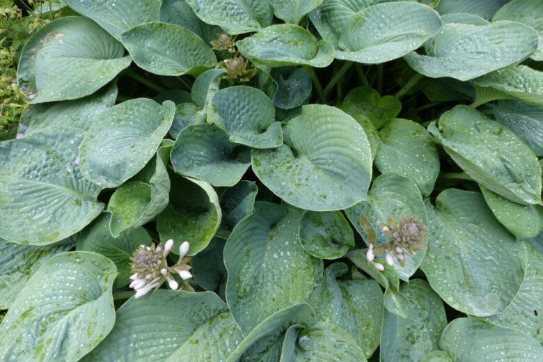 Hosta sieboldiana: la regina delle piante da ombra per giardini eleganti