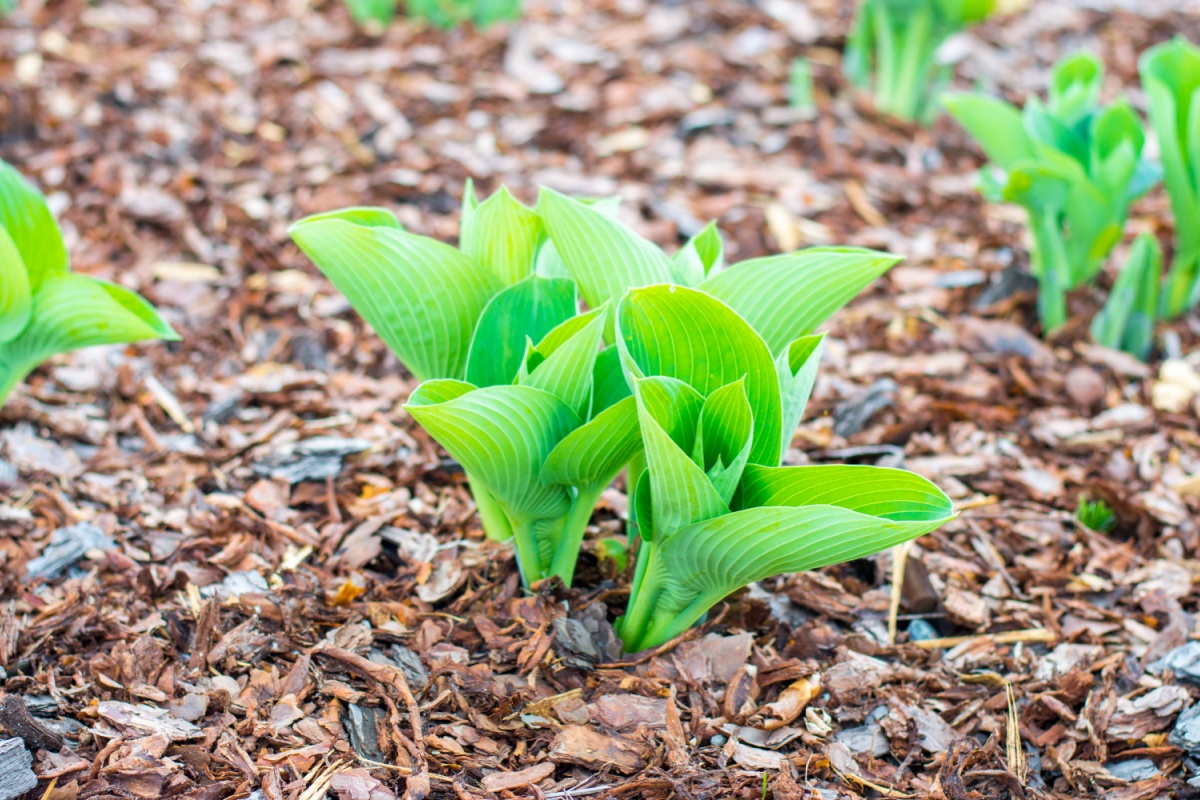 Hosta sieboldiana: la regina delle piante da ombra per giardini eleganti
