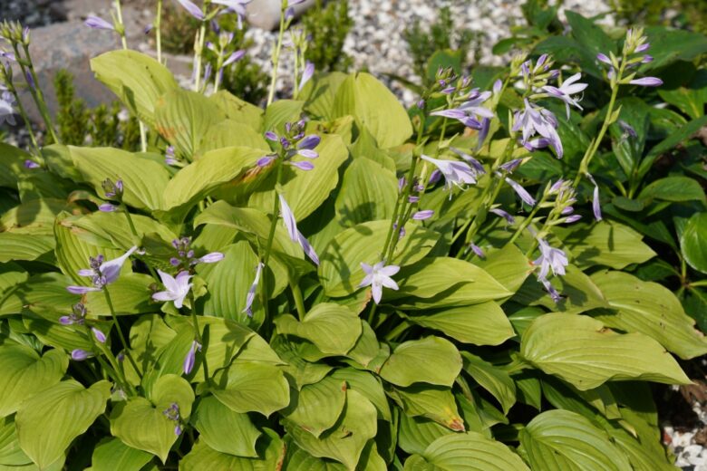 Hosta sieboldii: eleganza verde per angoli ombreggiati del giardino