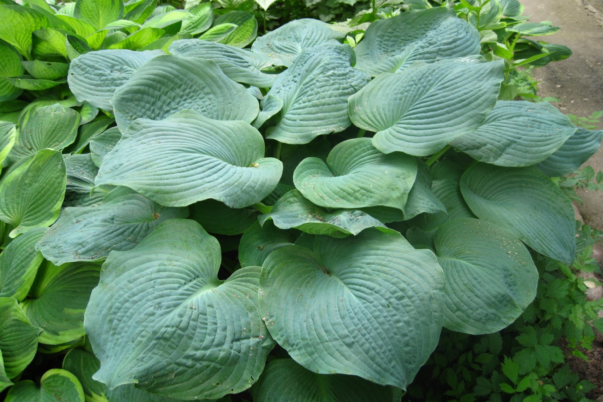 Hosta sieboldii: eleganza verde per angoli ombreggiati del giardino