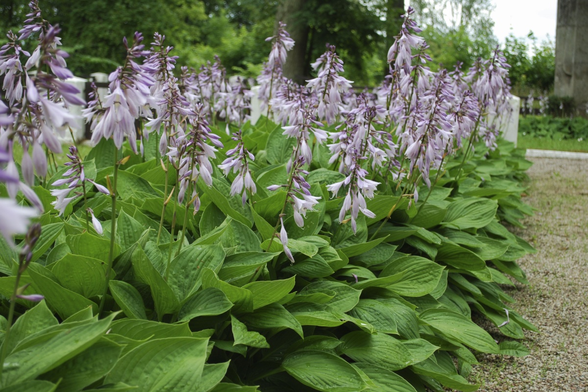 Hosta sieboldii: eleganza verde per angoli ombreggiati del giardino