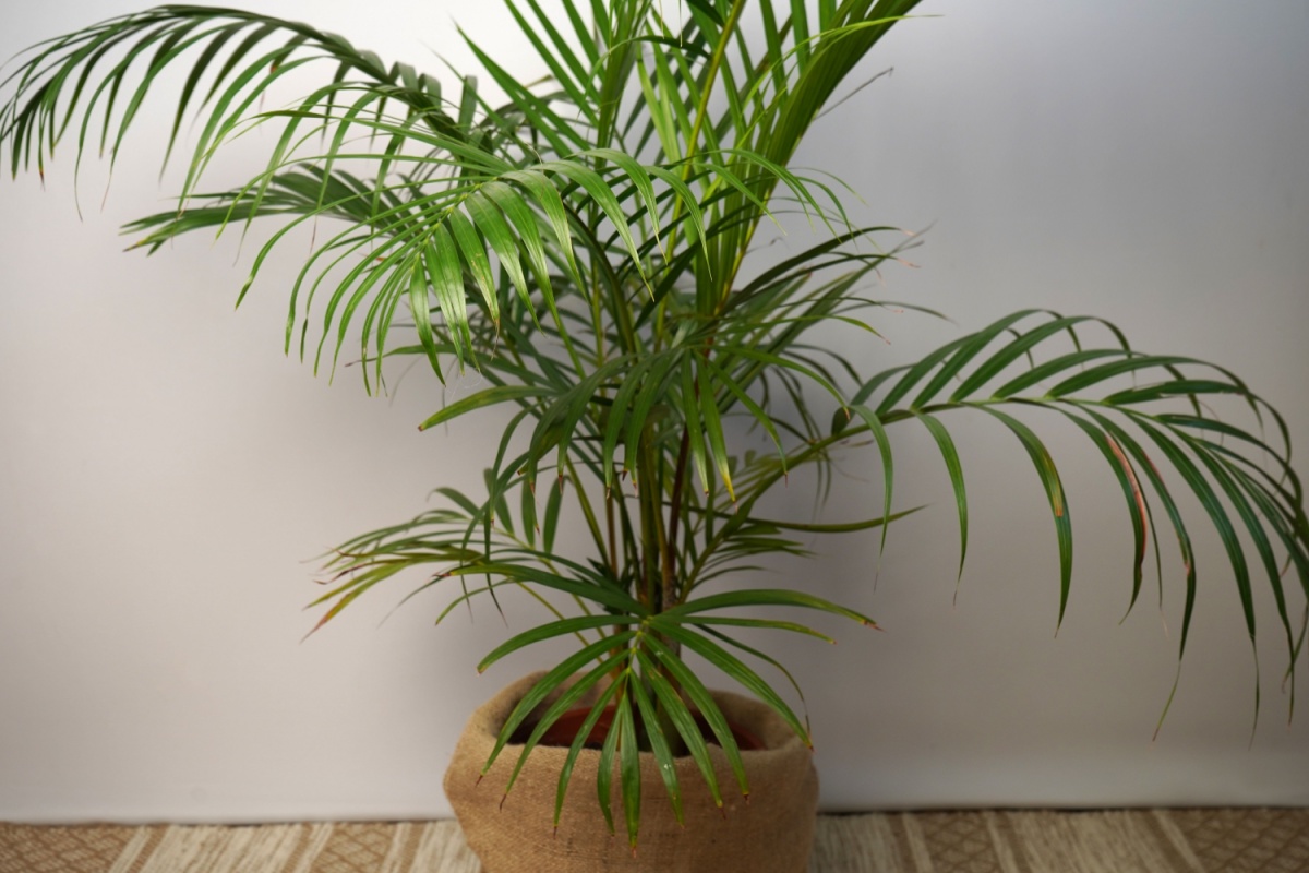 Kenzia: la palma elegante che porta il verde tropicale in casa