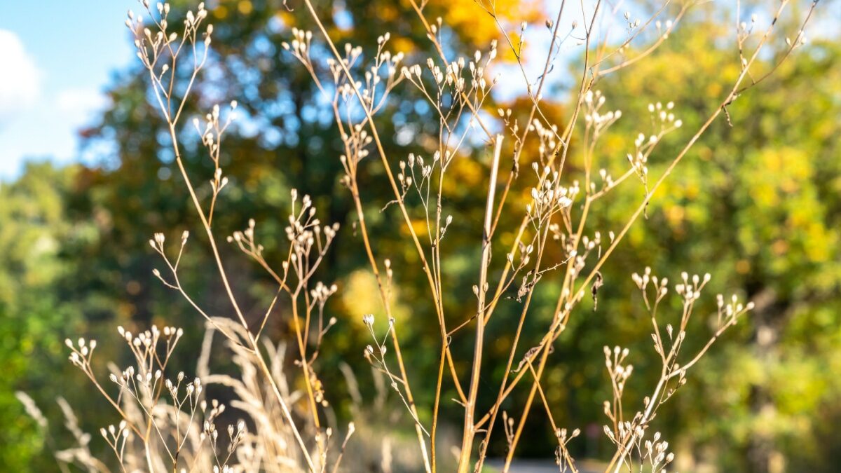 Grespignolo: la pianta spontanea umile ma sorprendentemente utile Grespignolo: la pianta spontanea umile ma sorprendentemente utile