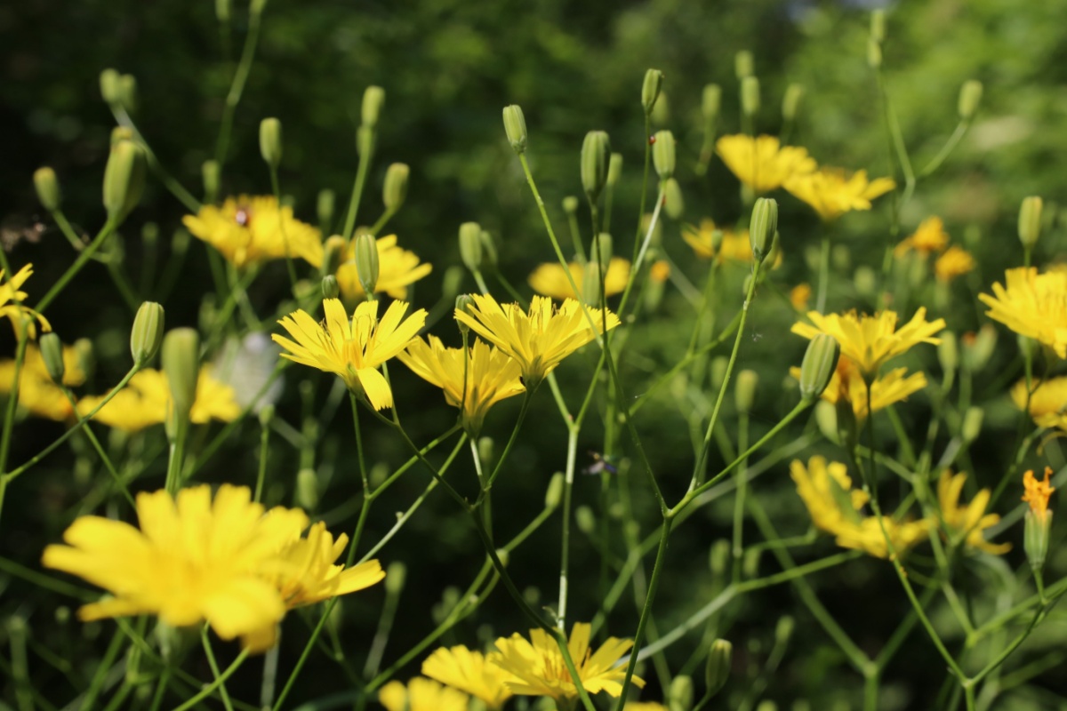 Grespignolo: la pianta spontanea umile ma sorprendentemente utile Grespignolo: la pianta spontanea umile ma sorprendentemente utile