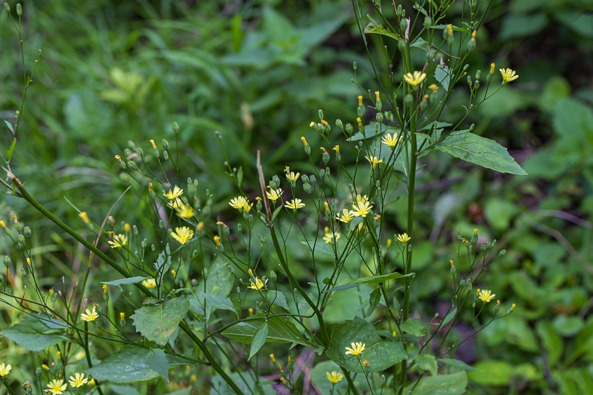 Grespignolo: la pianta spontanea umile ma sorprendentemente utile Grespignolo: la pianta spontanea umile ma sorprendentemente utile