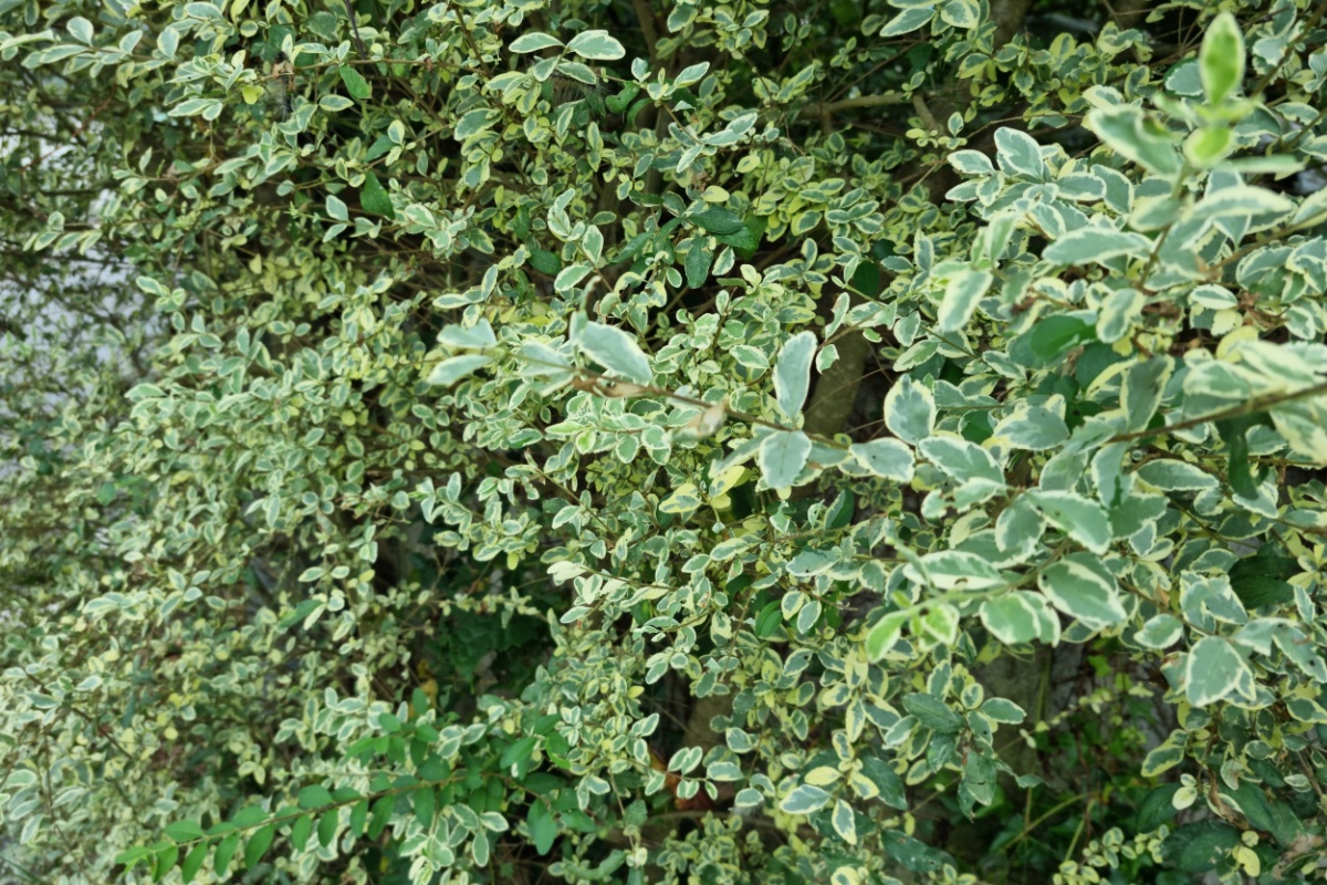 Ligustro della Cina: una pianta resistente e versatile per giardini e terrazzi