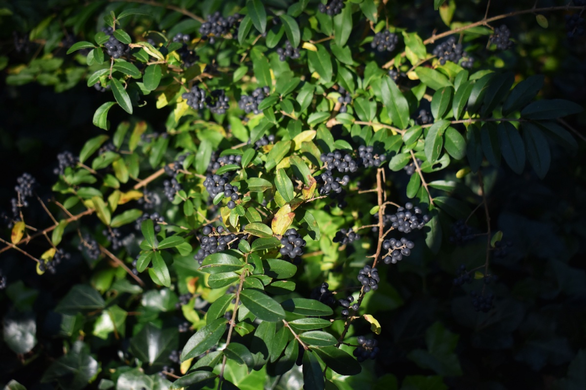 Ligustro della Cina: una pianta resistente e versatile per giardini e terrazzi