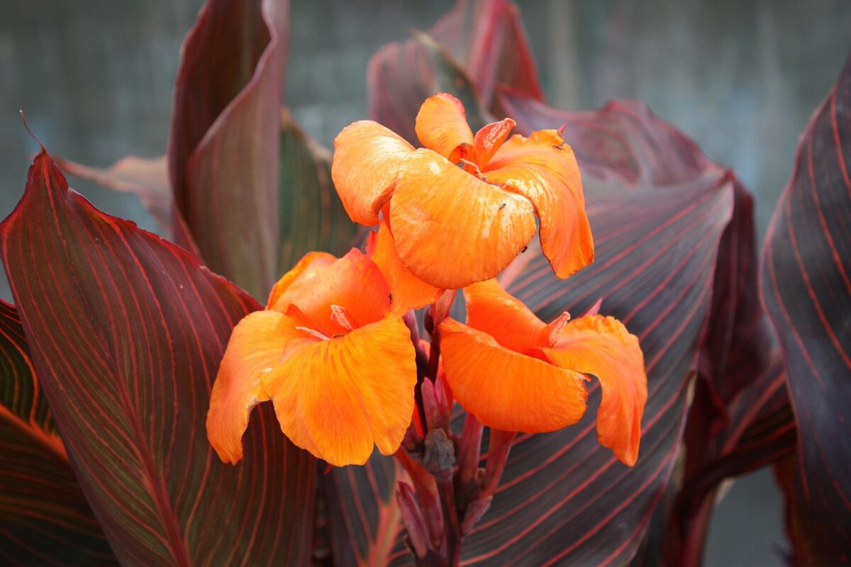Palma di canna dorata: eleganza tropicale in casa e in giardino