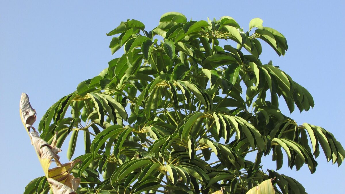Nespolo del Giappone: l’albero sempreverde che regala fiori profumati e frutti dorati Nespolo del Giappone: l’albero sempreverde che regala fiori profumati e frutti dorati
