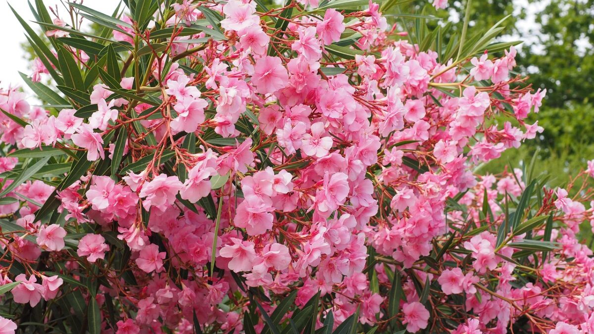 Oleandro: eleganza mediterranea tra fioriture spettacolari e facile coltivazione Oleandro: eleganza mediterranea tra fioriture spettacolari e facile coltivazione