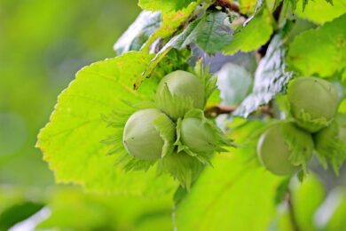 Nocciòlo: la pianta generosa che unisce tradizione, gusto e facilità di coltivazione
