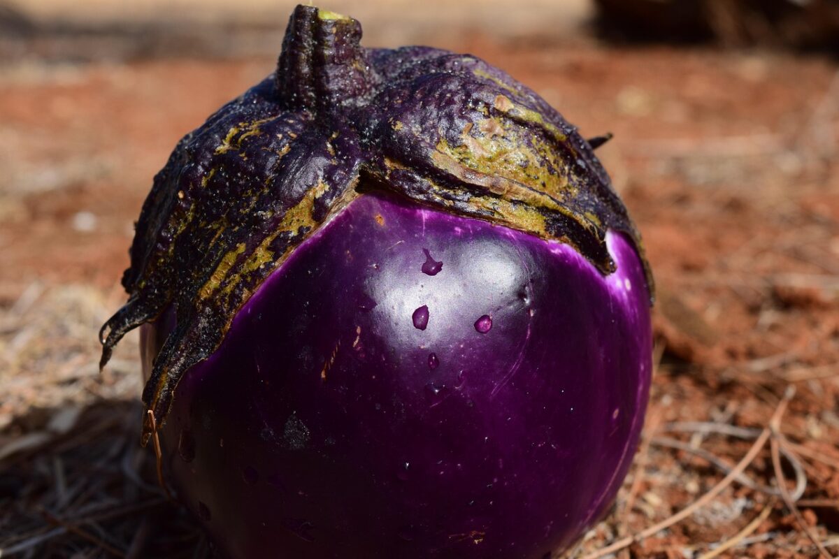 Melanzana: come coltivarla e curarla per ottenere frutti sani e abbondanti