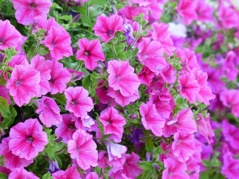 Petunia ibrida: un’esplosione di colori per balconi e giardini