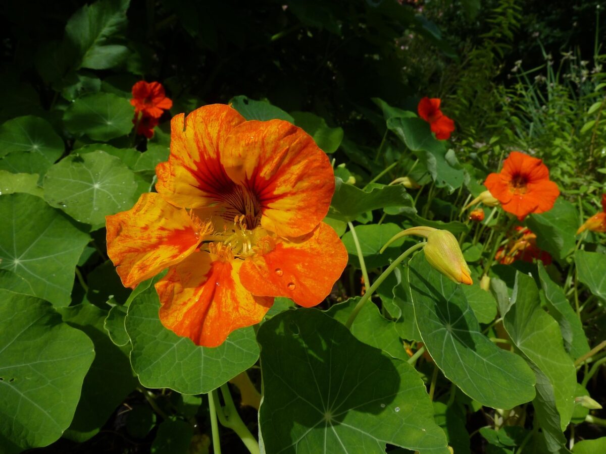Nasturzio comune: il fiore facile, bello e anche buono Nasturzio comune: il fiore facile, bello e anche buono
