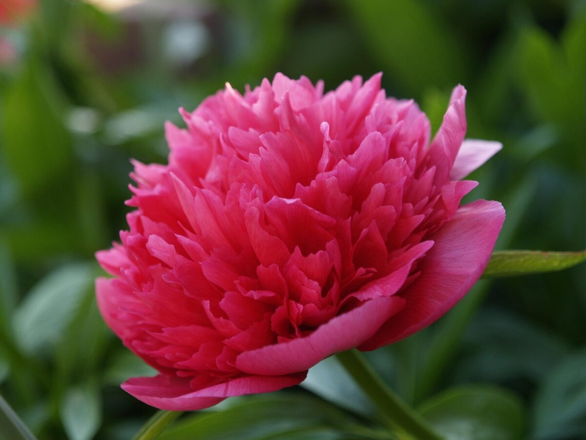 Peonia selvatica: eleganza spontanea e fioriture spettacolari in giardino Peonia selvatica: eleganza spontanea e fioriture spettacolari in giardino
