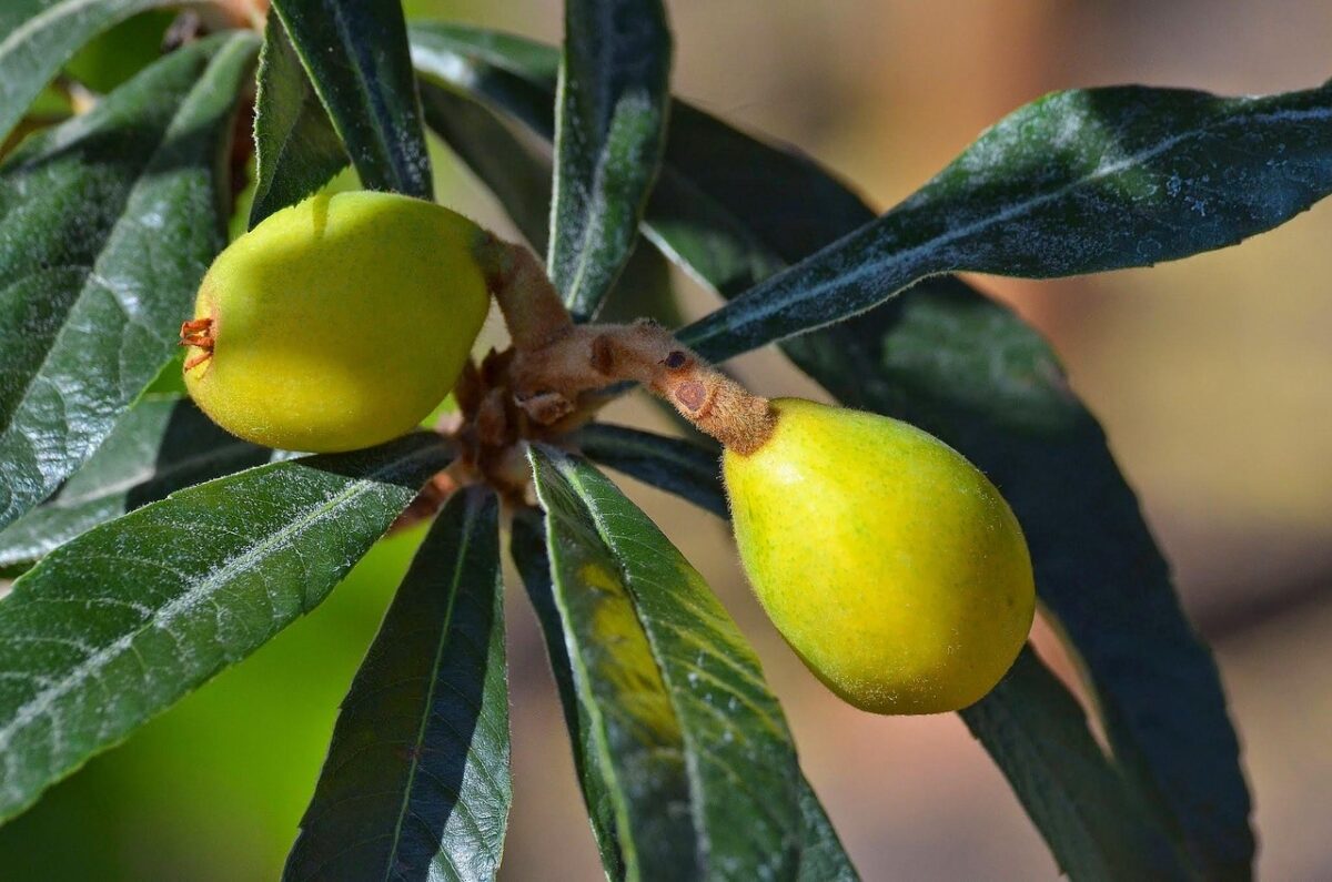 Nespolo del Giappone: l’albero sempreverde che regala fiori profumati e frutti dorati Nespolo del Giappone: l’albero sempreverde che regala fiori profumati e frutti dorati