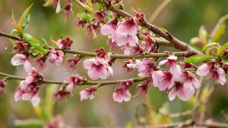 Pesco: il frutto dell’estate che puoi coltivare anche nel tuo giardino
